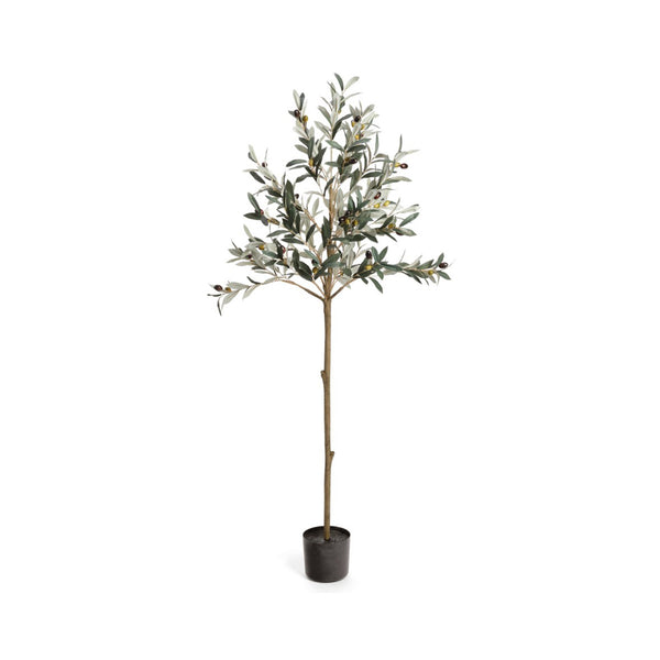 crown and birch olive tree 60 h front