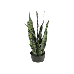 crown and birch 36 sansevieria plant white green front
