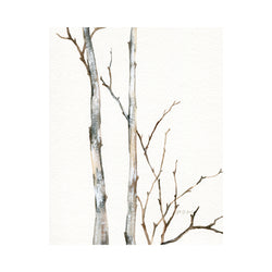crown and birch artisan birch trees II canvas wrap