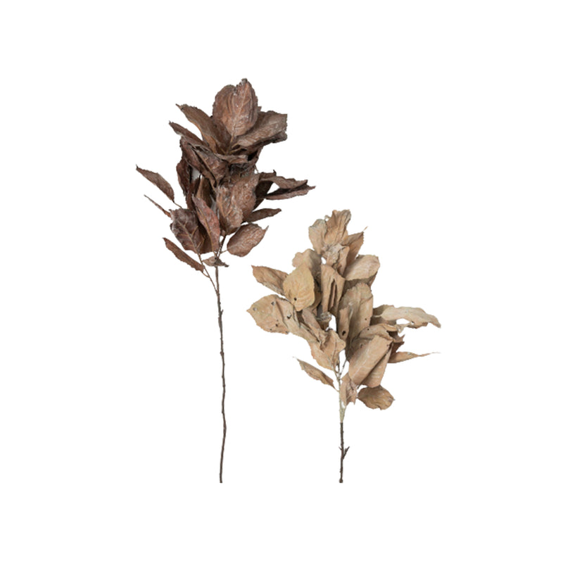 crown and birch dried hydrangea leaf stem front