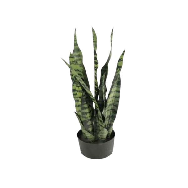 crown and birch sansevieria white green front