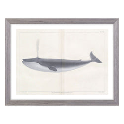 crown and birch vintage whale i
